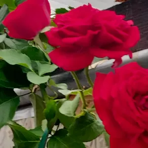 Femme de menage serieuse et responsable