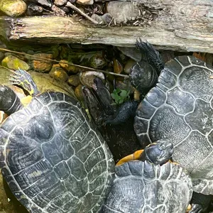 Je recherche une baby-sitter à domicile 4€h