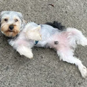 Per sitter a Nice , ville neuve Loubet , cagne sur mer