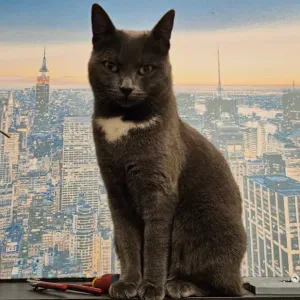 Femme de ménage, avec responsabilité