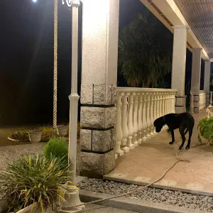 Petsitter e cuidadora com pouca experiência 