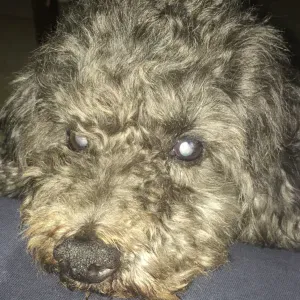 Petsitter in Haute Loire, Malaury 