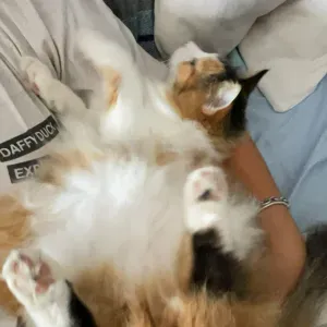 Pet-sitter dans le Roannais et ses alentours !