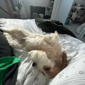 Garde chien très calme