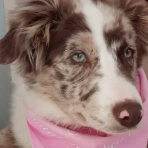 ancienne assistante maternelle avec divers experiences