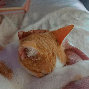 Lindà : Pet-Sitter à Lyon, Ravie de pouvoir vous aider !😊