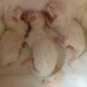 Emprego de catsitter tempo inteiro
