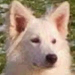 Poste de femme de ménage 