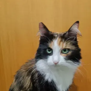 PET sitting a Milano per cani,gatti criceti ecc 