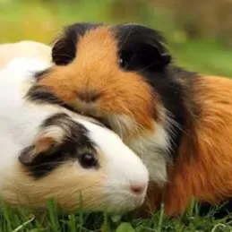 Pet-sitter à Vitry sur Seine ou proche.