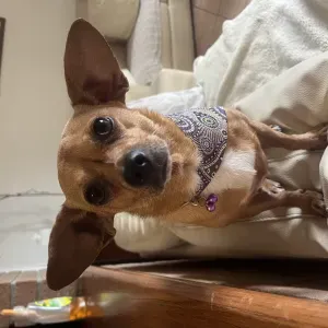 Offro servizio pet sitting a Pesaro