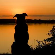 Petsitter