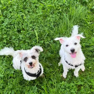 Pet-Sitter à Combs-la-Ville…..