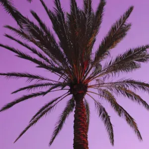 Canguro para contratar