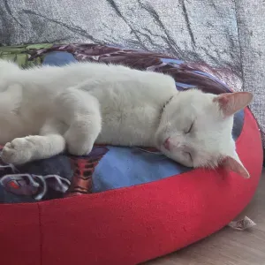 Pet-sitter sur Bolbec région 76