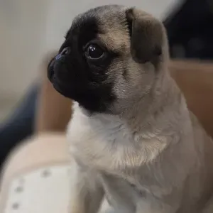 Recherche Pet-sitter