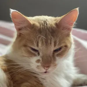 Pet sitter sur Taverny et ses alentours 