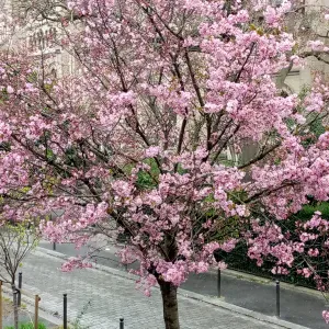 Femme de ménage aussi dans les appartements rbnb à Paris bnb