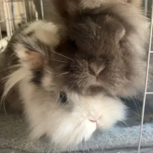 Besoin d'une garde bienveillante pour mes deux lapins 