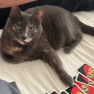 Busco cat sitter em almada