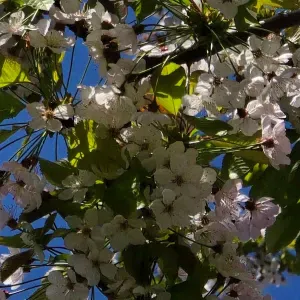 Pet sitter à Montreuil sous bois