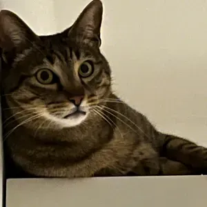 Cerco petsitter a La Spezie e dintorni