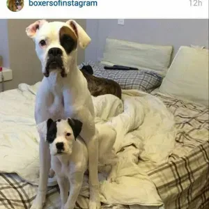 Addetta alle pulizie Val vibrata