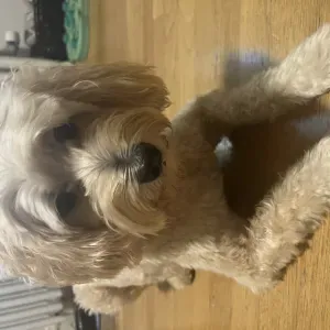 Need a pet sitter for from September 1st to September 4th