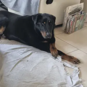 A la recherche d'un pet-sitter pour Distri