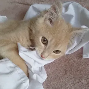 Pet-sitter de confiance pour vos compagnons à 4 pattes !