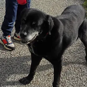 Offre d'emploi pour un(e) petsitter à Dax