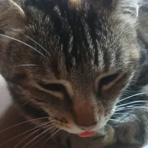 Pet-sitter une amie pour vos animaux 🐾