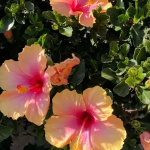 Baby-sitter motivée à la recherche d'un emploi !