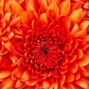 Recherche femme de ménage