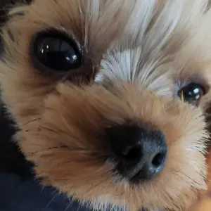 Pet-Sitter à Sainte Mère Église