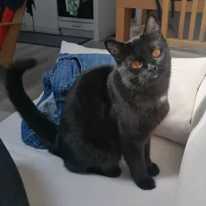 Cat-sitter pour Bagheera