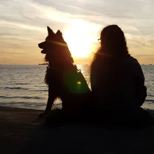 Promenade, séance de jeu, compagnie avec votre chien . 