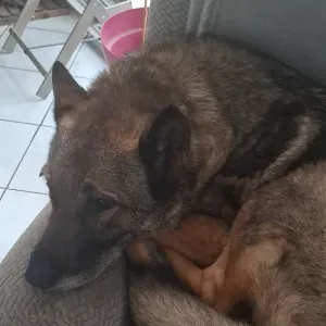 Babysitting ponctuel