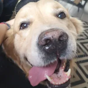 Chien Heureux, Maître Serein !