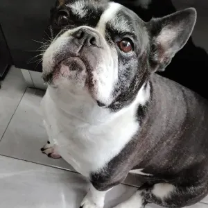 Procuro cuidador para ló meu Bulldog francês 