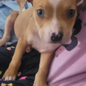 Promenades & garde à domicile – Fiable et disponible ✅