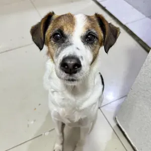 Promenade de chiens- fiable et attentionnée