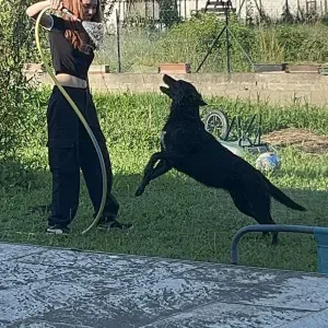 Pet-sitter à domicile chiens et / ou chats