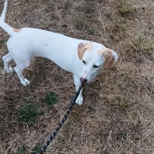 Procuro um petsitter perto de mim