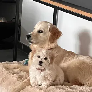 Je cherche un(e) petsitter près de chez moi