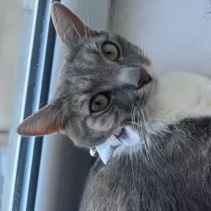 Une personne de confiance pour vos chats