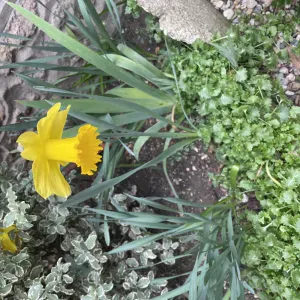 Recherche femme de ménage