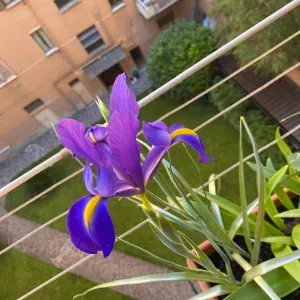 Addetta alle pulizie professionali 