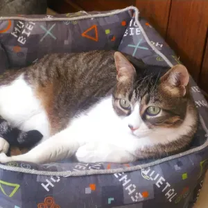 Cuidador de mascotas para contratar Málaga