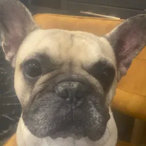 A la recherche d un dog sitter